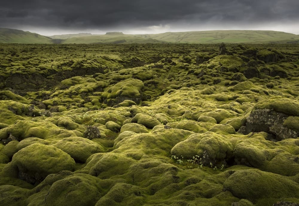 Lush Green Wilderness by Nicolas Schumacher — canvas wall art