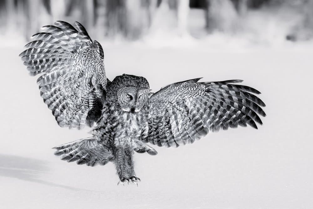 Great Grey Owl in Flight by Jun Zuo — canvas wall art