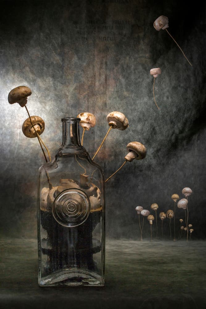 Dark Mushroom Fantasy by Brig Barkow — canvas wall art