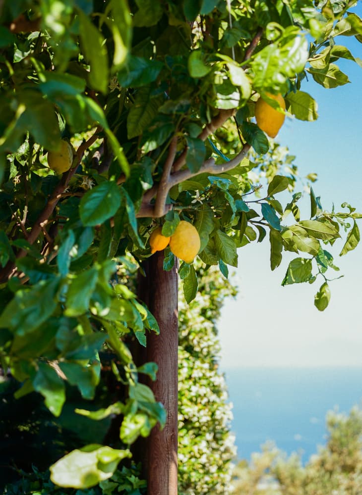 Lemons Overlooking Sea by Bethany Young — canvas wall art