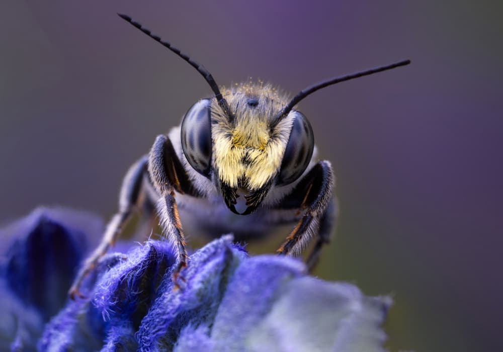 Fuzzy Bee on Lavender by Summer2016 — canvas wall art