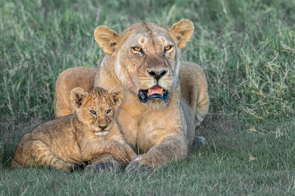 Lioness And Her Cub by Jeffrey C. Sink — canvas wall art