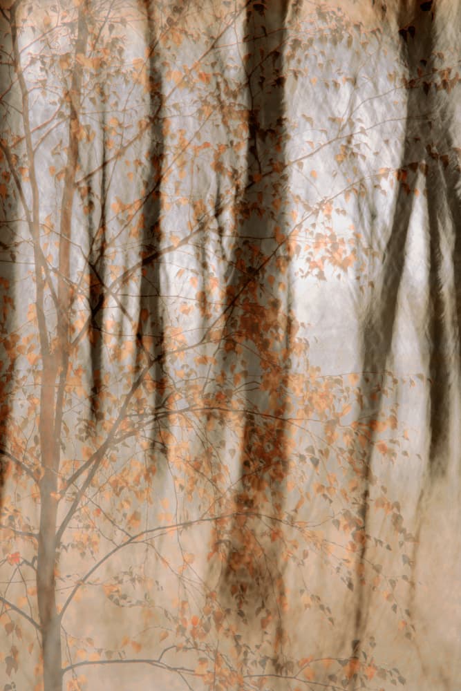 Soft Autumn Woods by Christina Sillen — canvas wall art