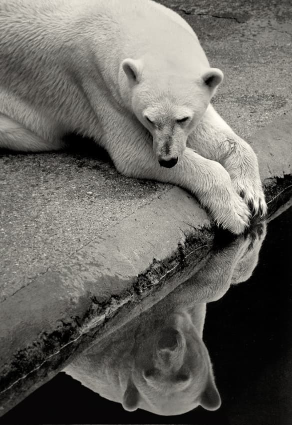 Calm Polar Bear Reflection by Allan Wallberg — canvas wall art