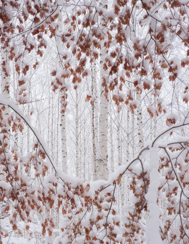 Snowy Birch Forest by HAN dong hee — canvas wall art