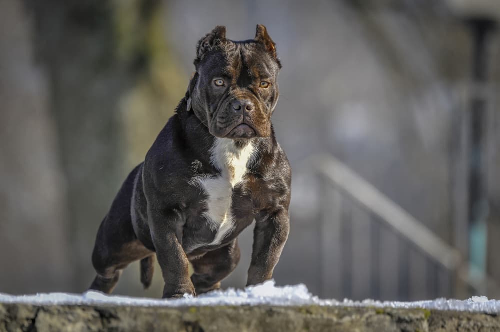 Powerful American Bully by Cristian Pavel — canvas wall art