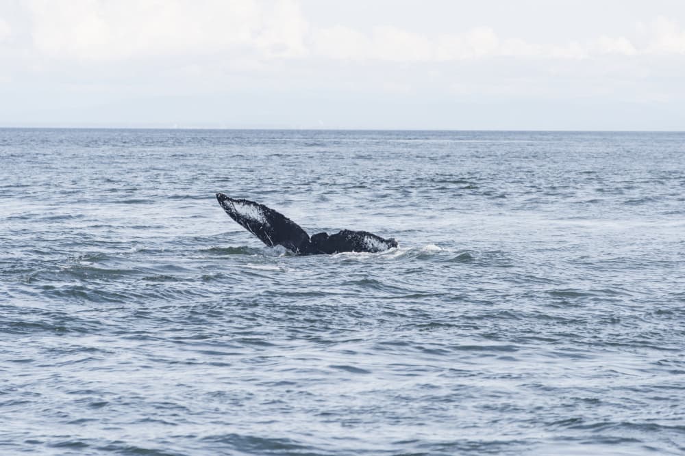 Whale Tail Dive by Lynann Colligan — canvas wall art