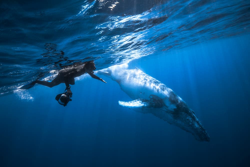 Majestic Whale Encounter by Barathieu Gabriel — canvas wall art