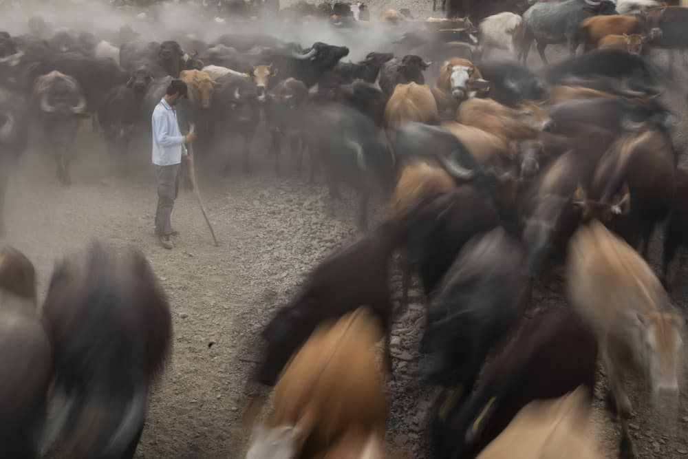 Man Herding Buffalo by Zühdü Bilgin — canvas wall art