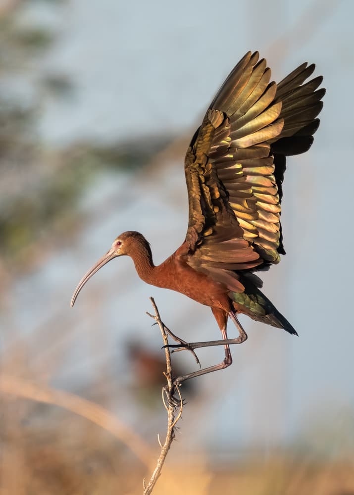 Iridescent Ibis Perched by Jennifer Lu — canvas wall art