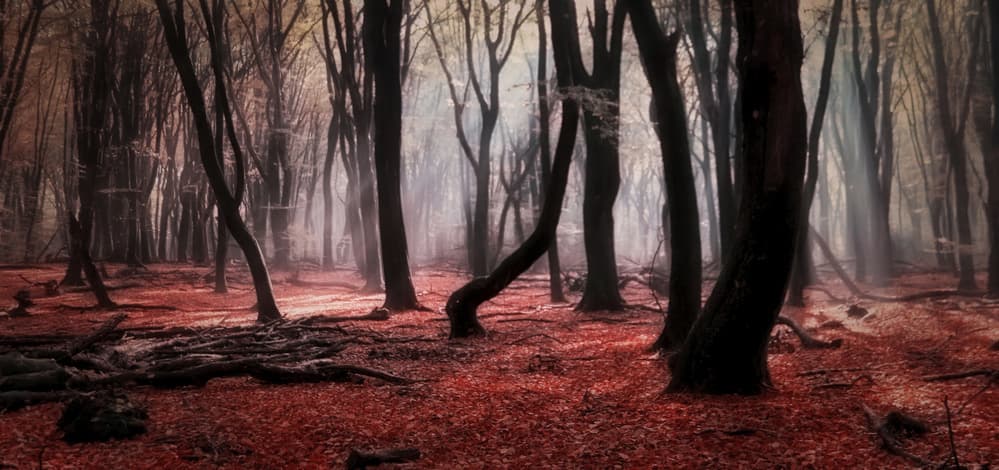 Misty Autumn Forest by Saskia Dingemans — canvas wall art