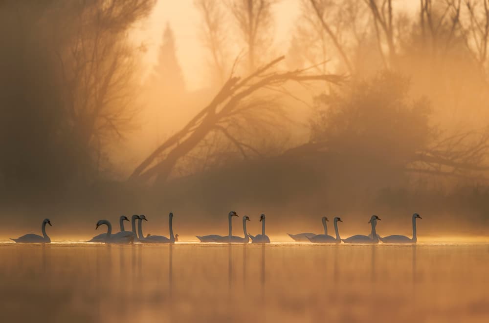Swans in Golden Mist by Judy Tseng — canvas wall art