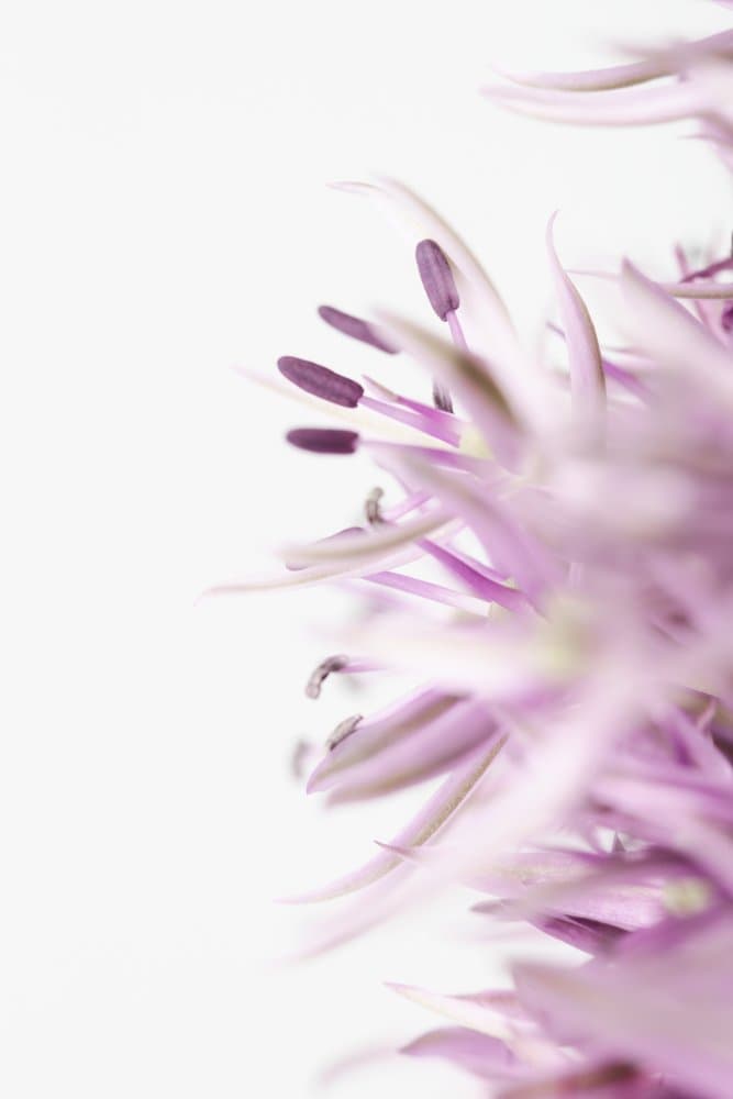 Soft Purple Bloom by Pictufy Studio III — canvas wall art