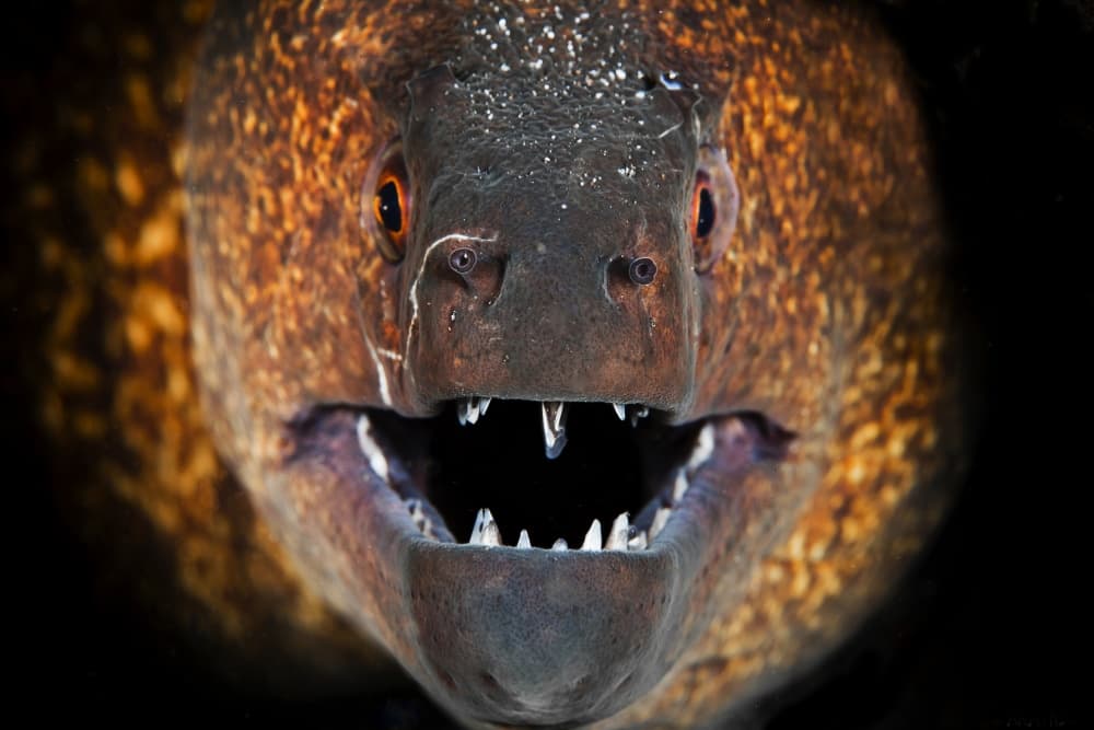 Fierce Moray Eel by Barathieu Gabriel — canvas wall art