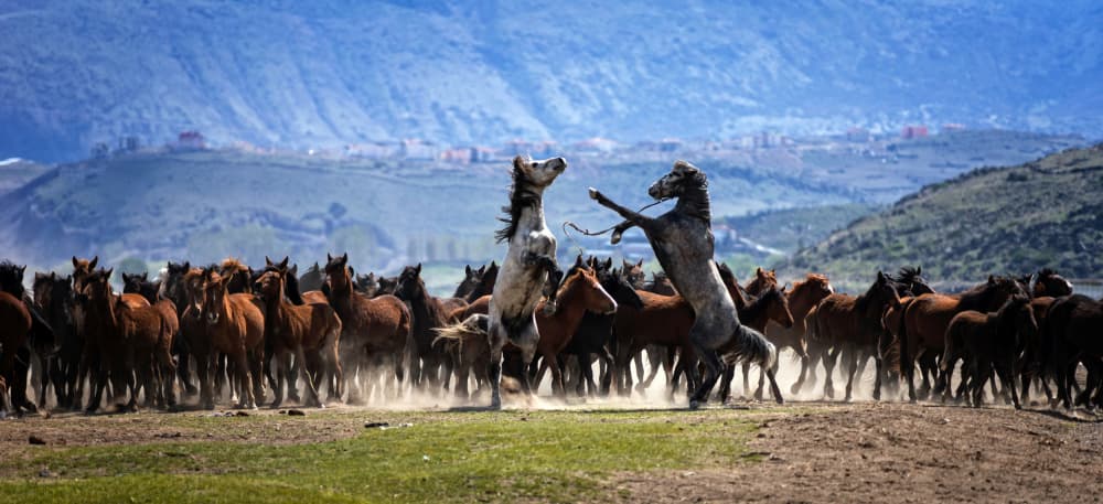 Wild Stallions Rearing by Merthan Kortan — canvas wall art