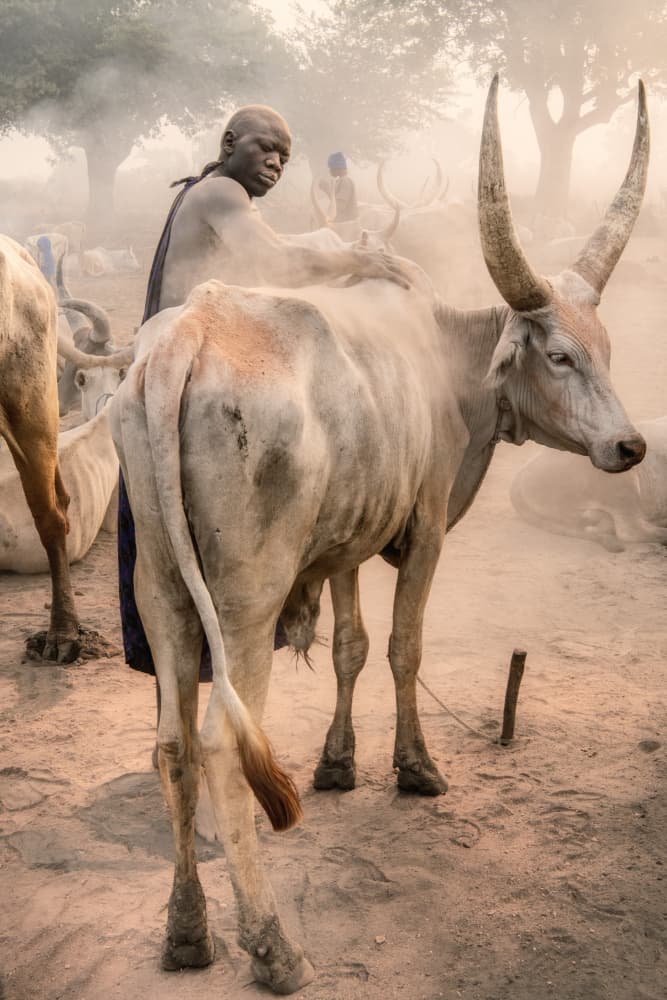African Cattle Bond by Trevor Cole — canvas wall art