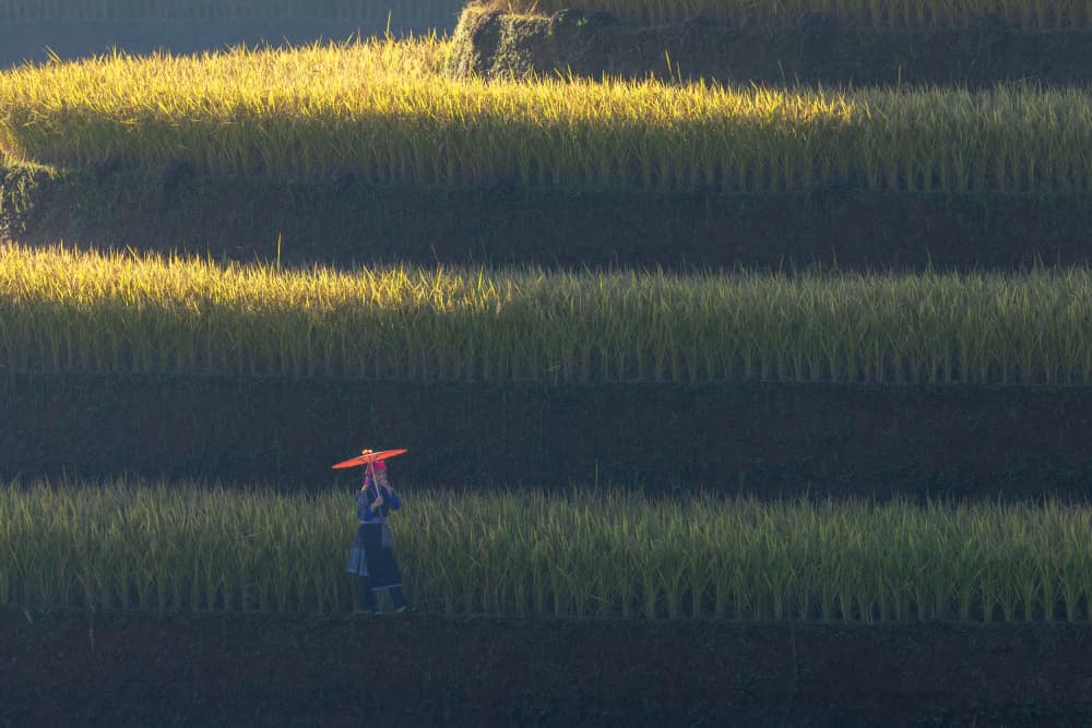 Woman in Golden Rice Fields by Sally Widjaja — canvas wall art