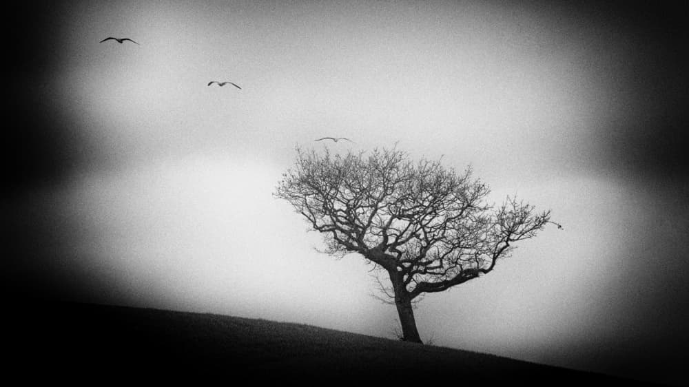 Lone Tree With Birds by Claudio Moretti — canvas wall art