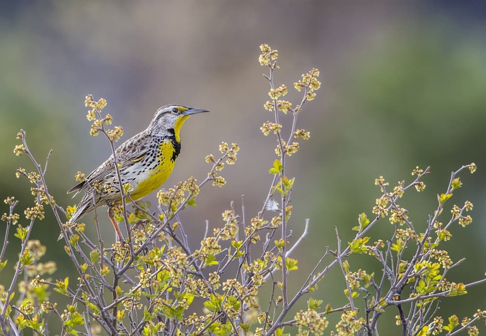 Western Meadowlark on Branch by verdon — canvas wall art