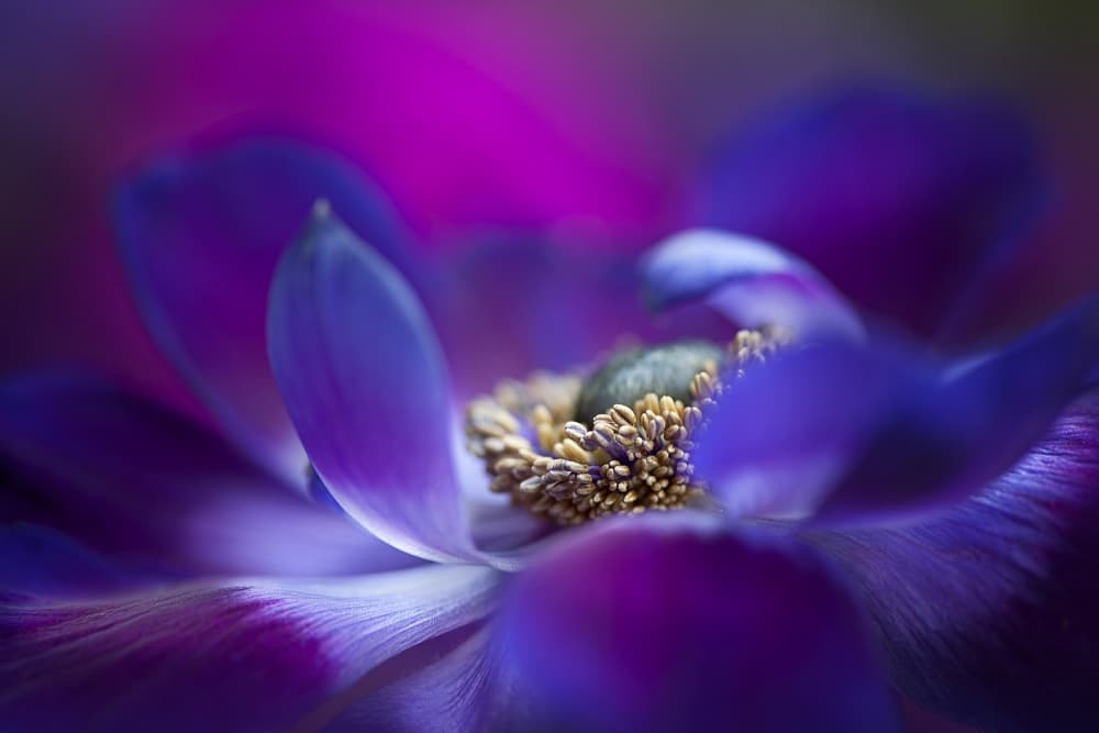 Vibrant Purple Bloom by Jacky Parker — canvas wall art