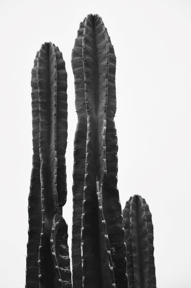Desert Cactus Forms by Del Mundo Portraits — canvas wall art