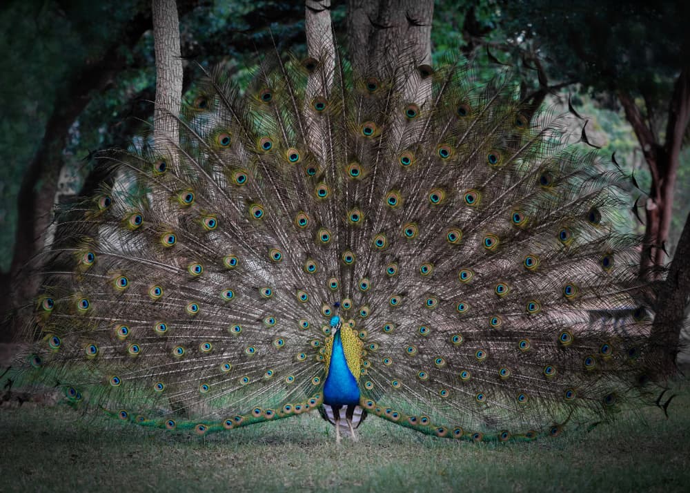 Majestic Peacock Display by Linda Lu — canvas wall art