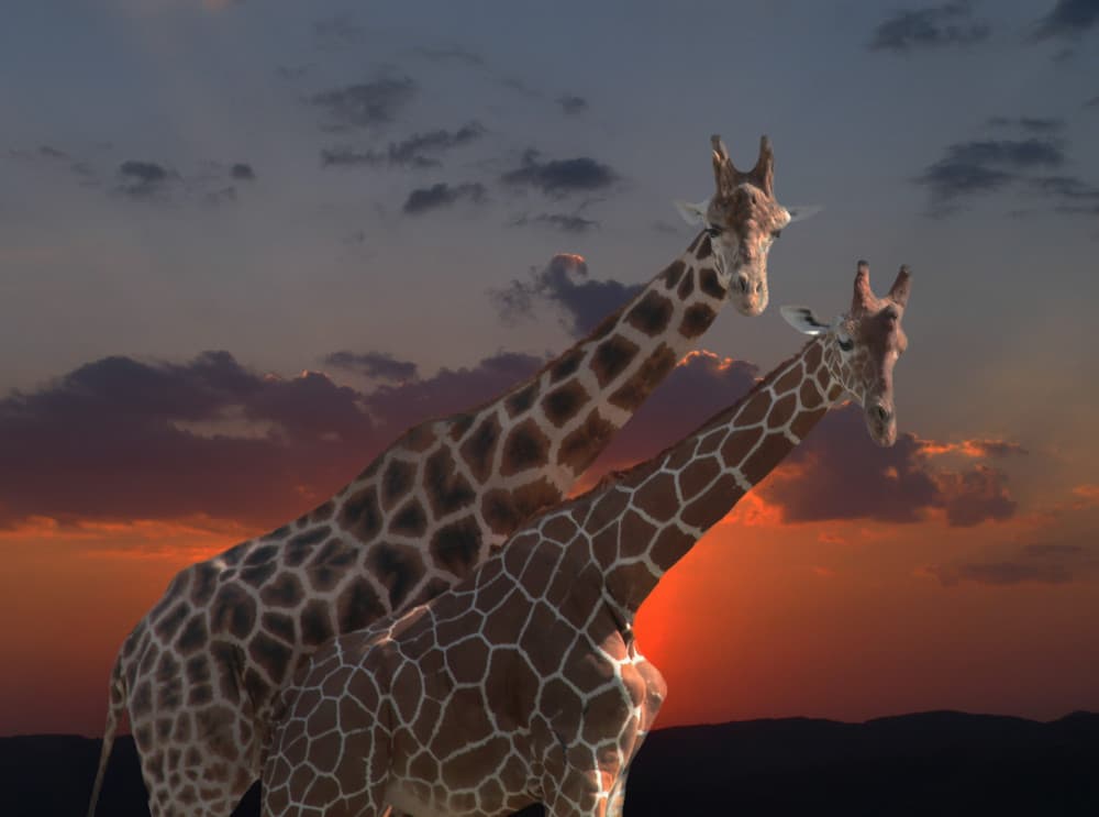 African Sunset Giraffes by Anna Cseresnjes — canvas wall art