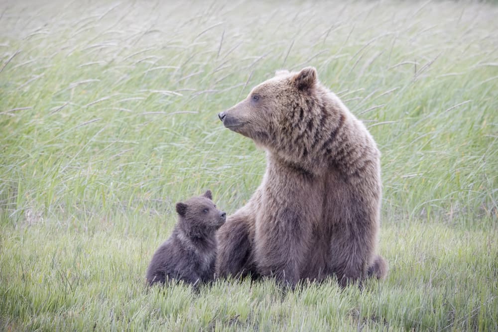 Grizzly Bear Family by Renee Doyle — canvas wall art
