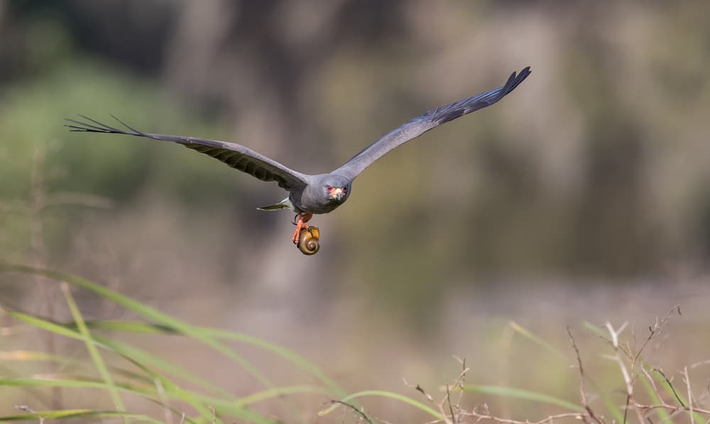Snail Kite In Flight by Greg Barsh — canvas wall art