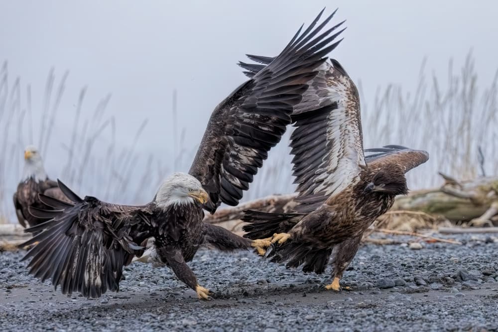 Bald Eagle Battle by Jun Zuo — canvas wall art