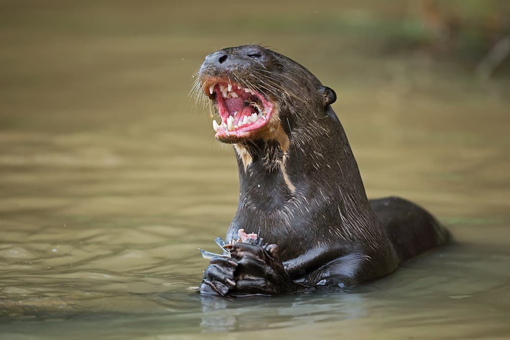 Giant Otter Roar by Marco Pozzi — canvas wall art