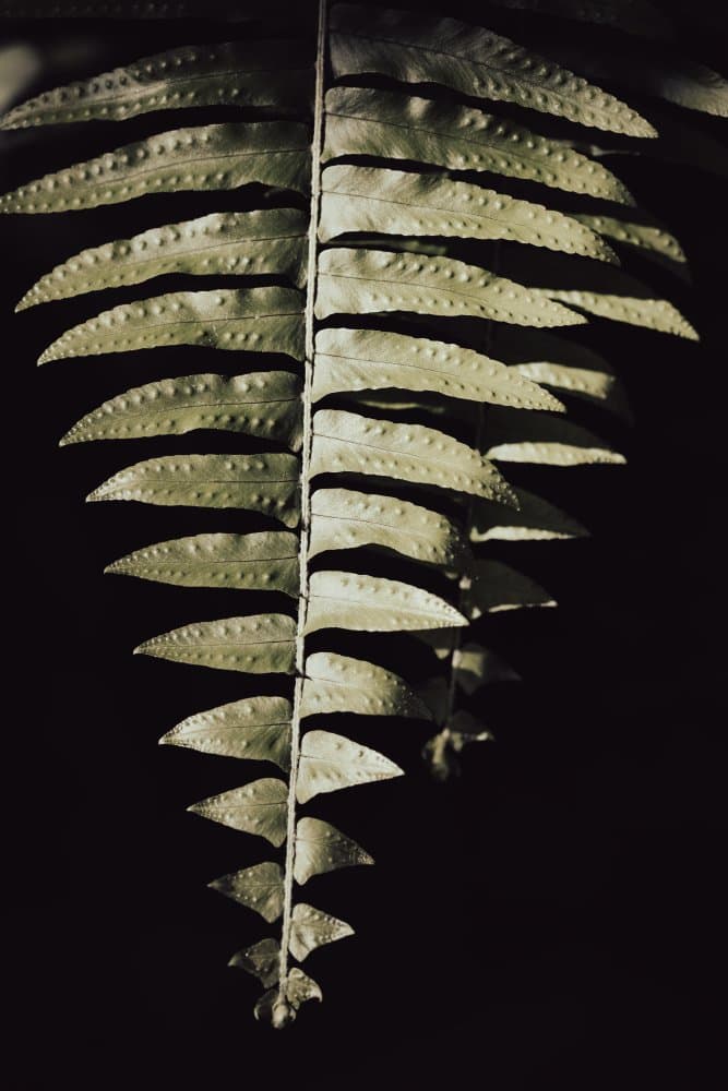 Dark Fern Shadows by Pictufy Studio III — canvas wall art