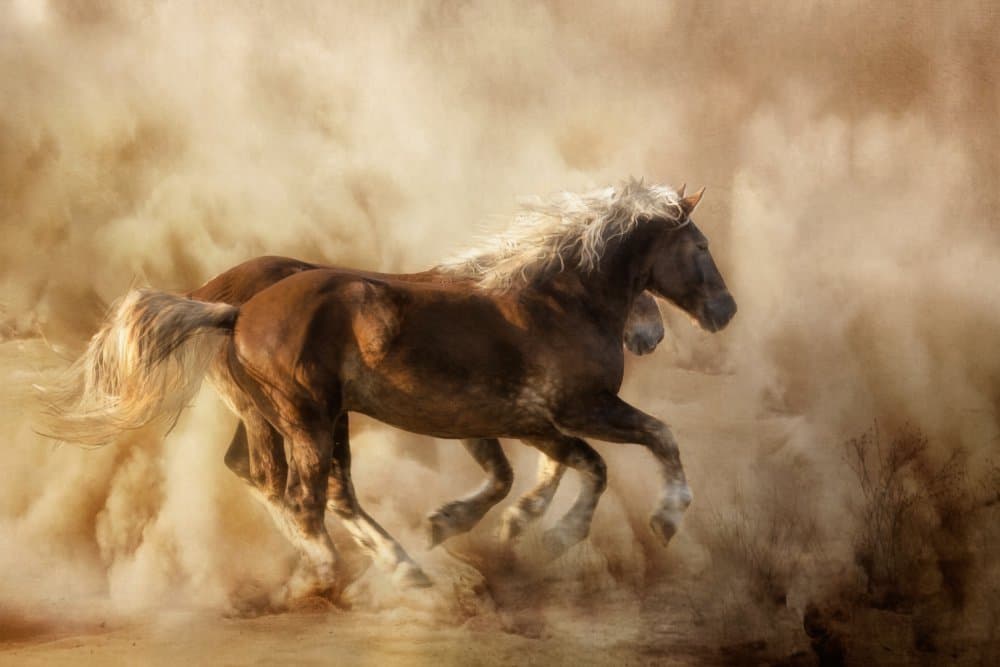 Majestic Horses In Dust by Charlaine Gerber — canvas wall art
