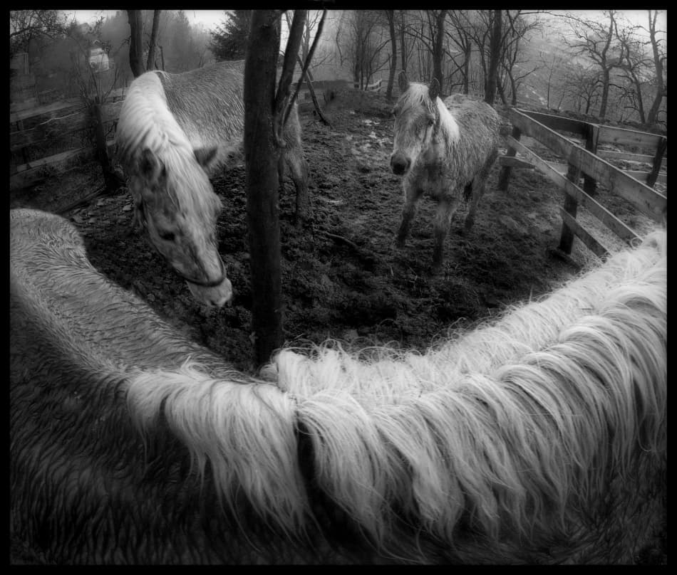 Muddy Woodland Horses by Milan Malovrh — canvas wall art