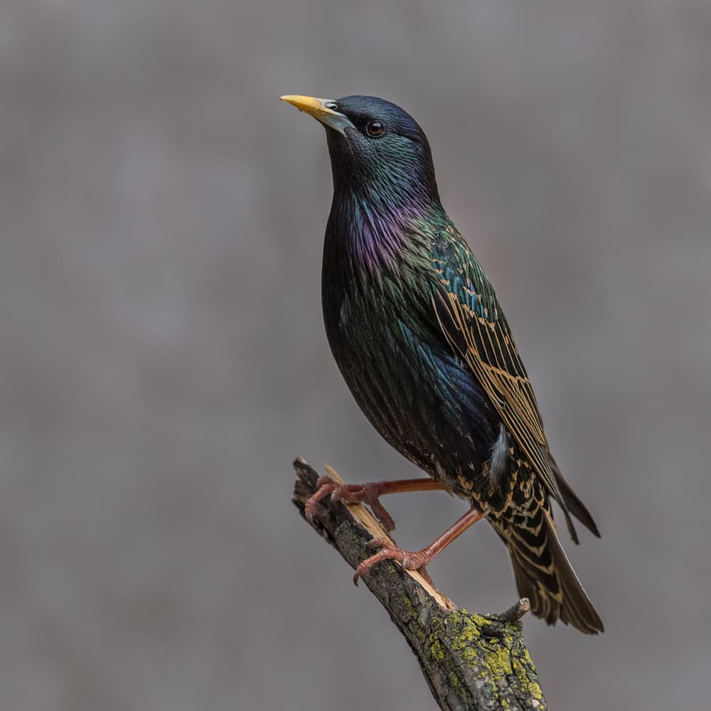 Iridescent Starling by Patrick Dessureault — canvas wall art