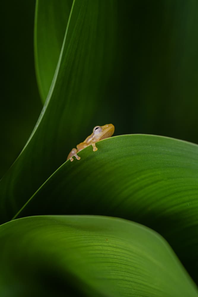 Glass Frog on Green Leaf by Andi Halil — canvas wall art