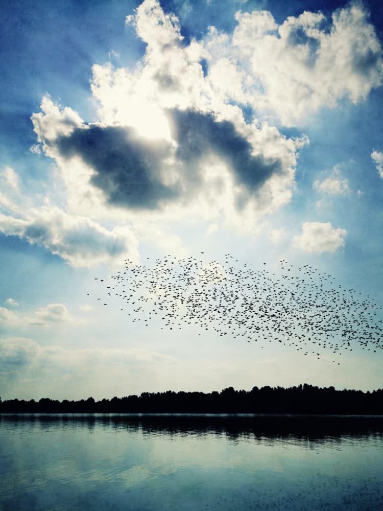 Murmuration Over Calm Lake by Angelo Cerantola — canvas wall art