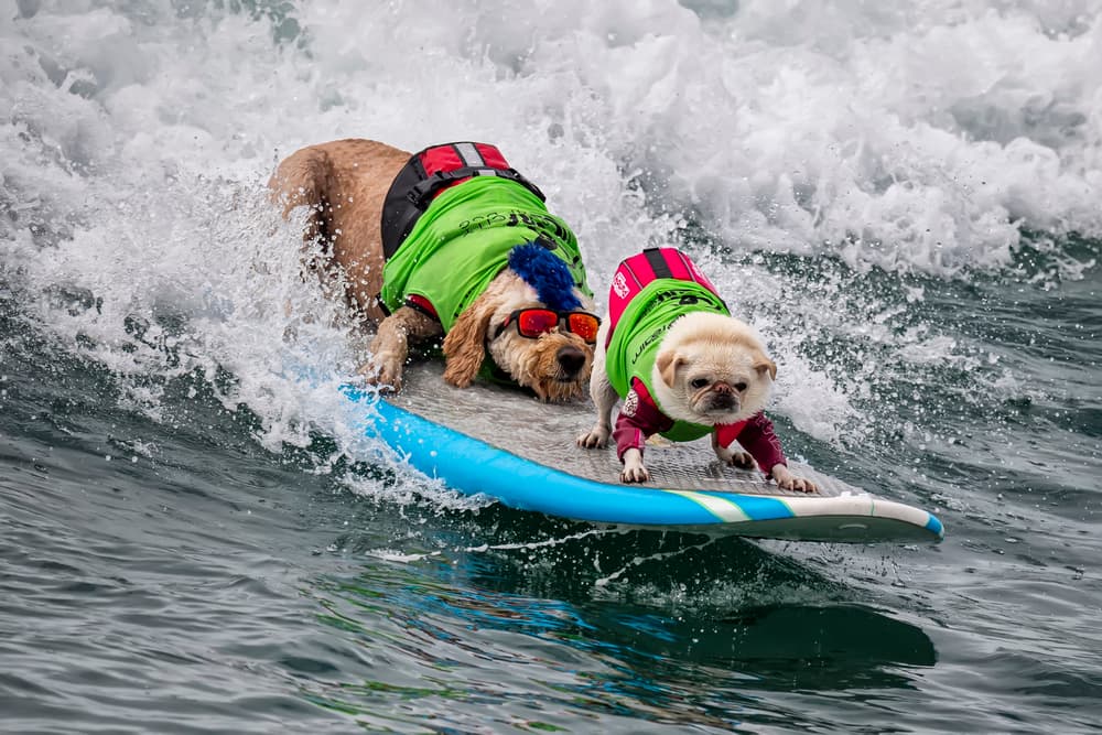 Cool Dogs Surfing by David H Yang — canvas wall art