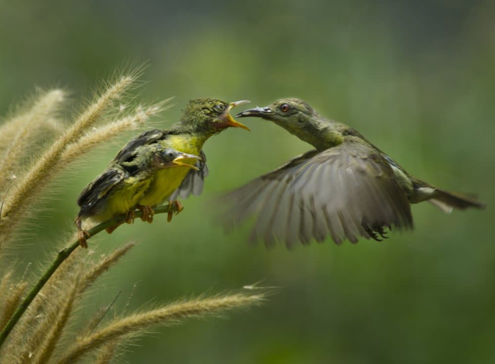 Parent Feeding Chick by Rawisyah Aditya — canvas wall art