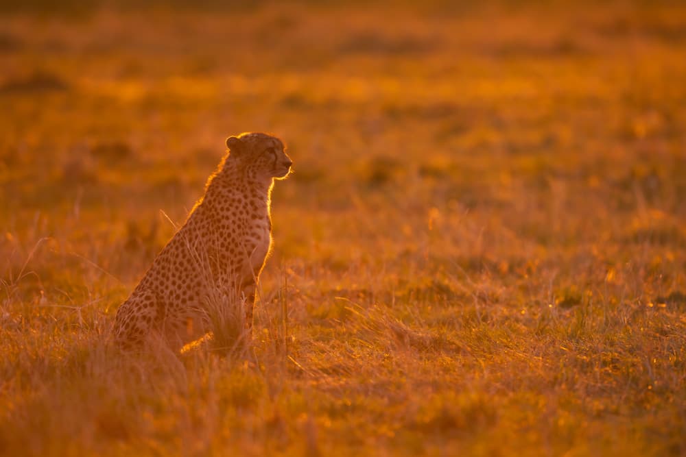 Cheetah in Golden Light by Marco Pozzi — canvas wall art