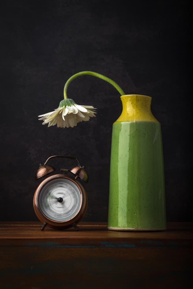 Wilting Daisy Passing Time by Sumit Dhuper — canvas wall art