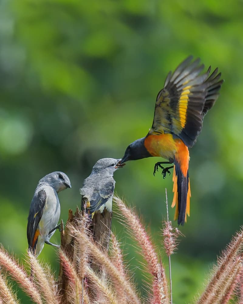 Scarlet Minivet Family by Ajar Setiadi — canvas wall art