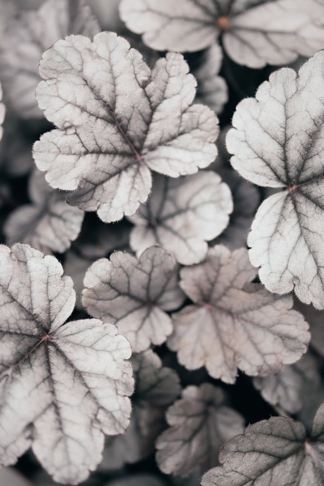 Silver Veined Leaves by Pictufy Studio III — canvas wall art