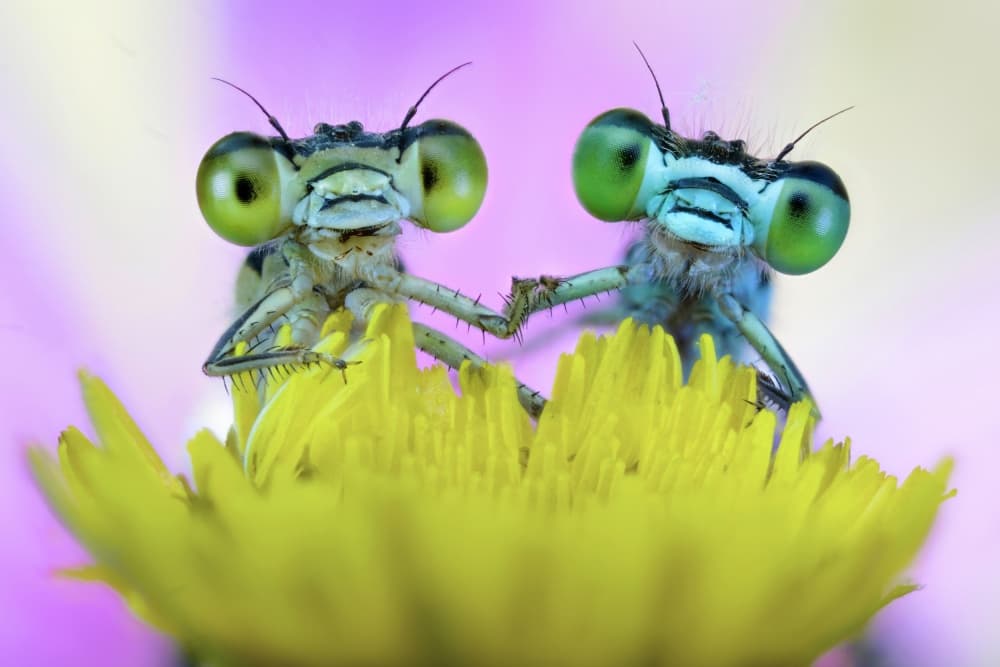 Damselflies Holding Hands by Alberto Ghizzi Panizza — canvas wall art