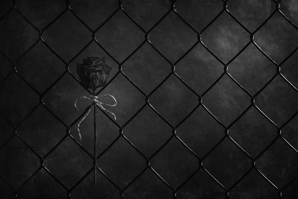 Withered Rose Behind Fence by Stephen Clough — canvas wall art