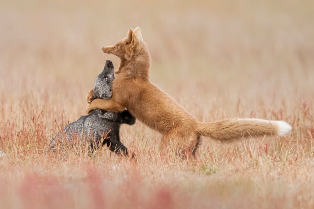 Playful Fox Duo by Tracy — canvas wall art