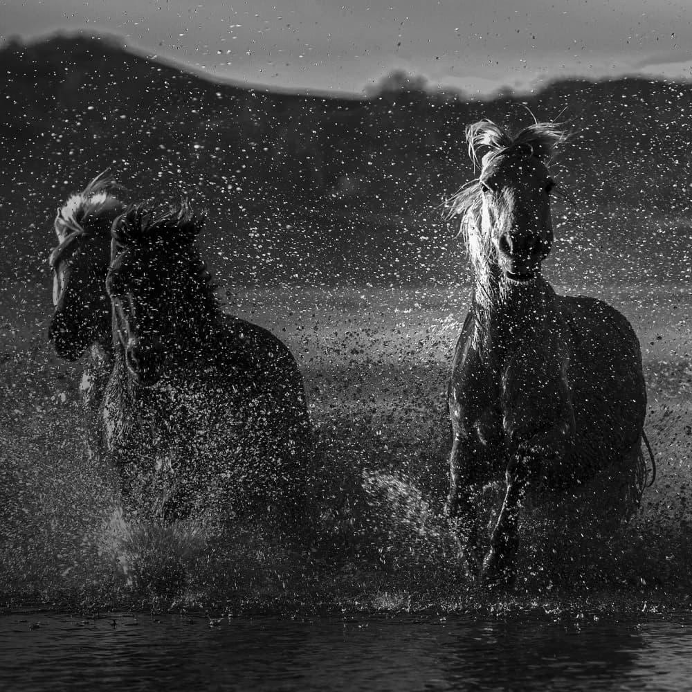 Wild Horses Splashing by UU — canvas wall art