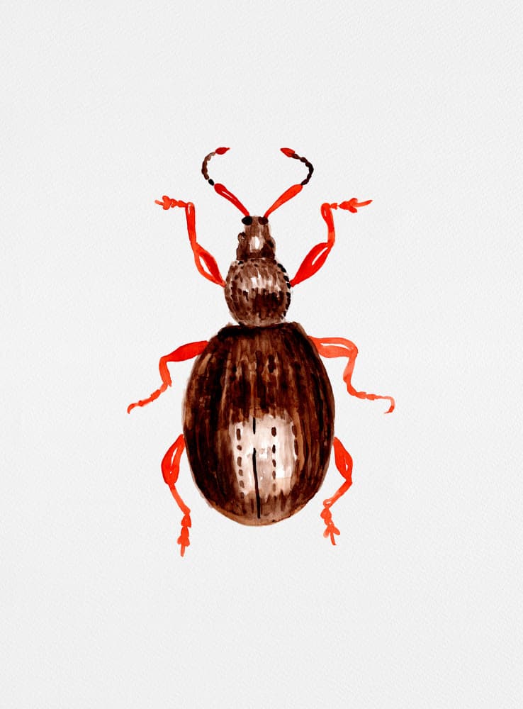 Brown Weevil Watercolor by Kata Botanical — canvas wall art