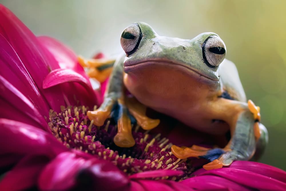 Sleepy Frog on Flower by Fauzan Maududdin — canvas wall art