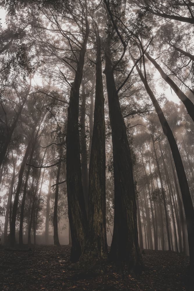 Dark Forest Mist by HIRAK BHATTACHARJEE — canvas wall art